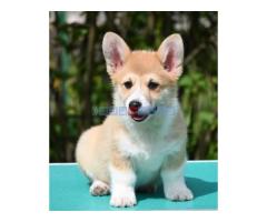 Velški korgi/Welsh Corgi Pembroke