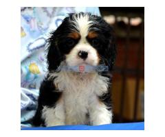 Cavalier King Charles španiel - blenheim i tricolor - Fotografija 5/6